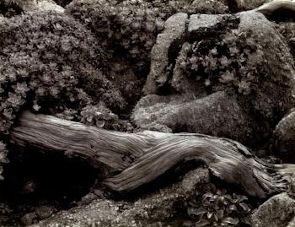Stone crop and cypress, Point Lobos by Edward Weston