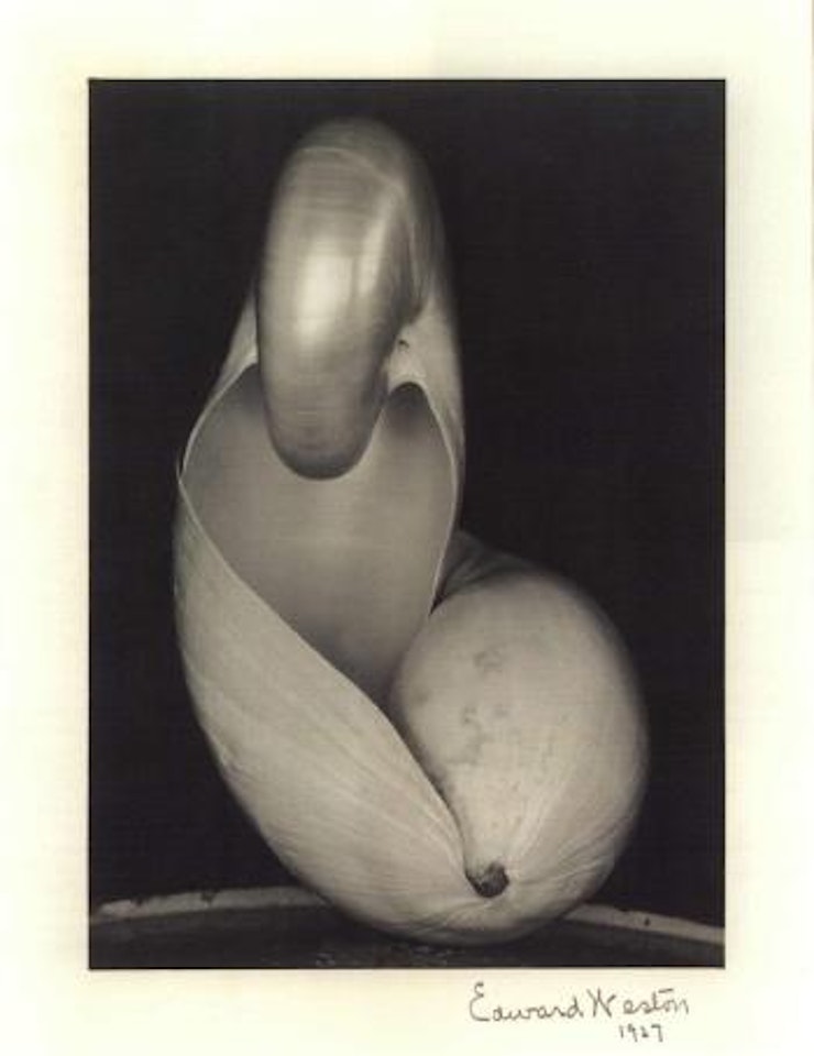 Two shells by Edward Weston