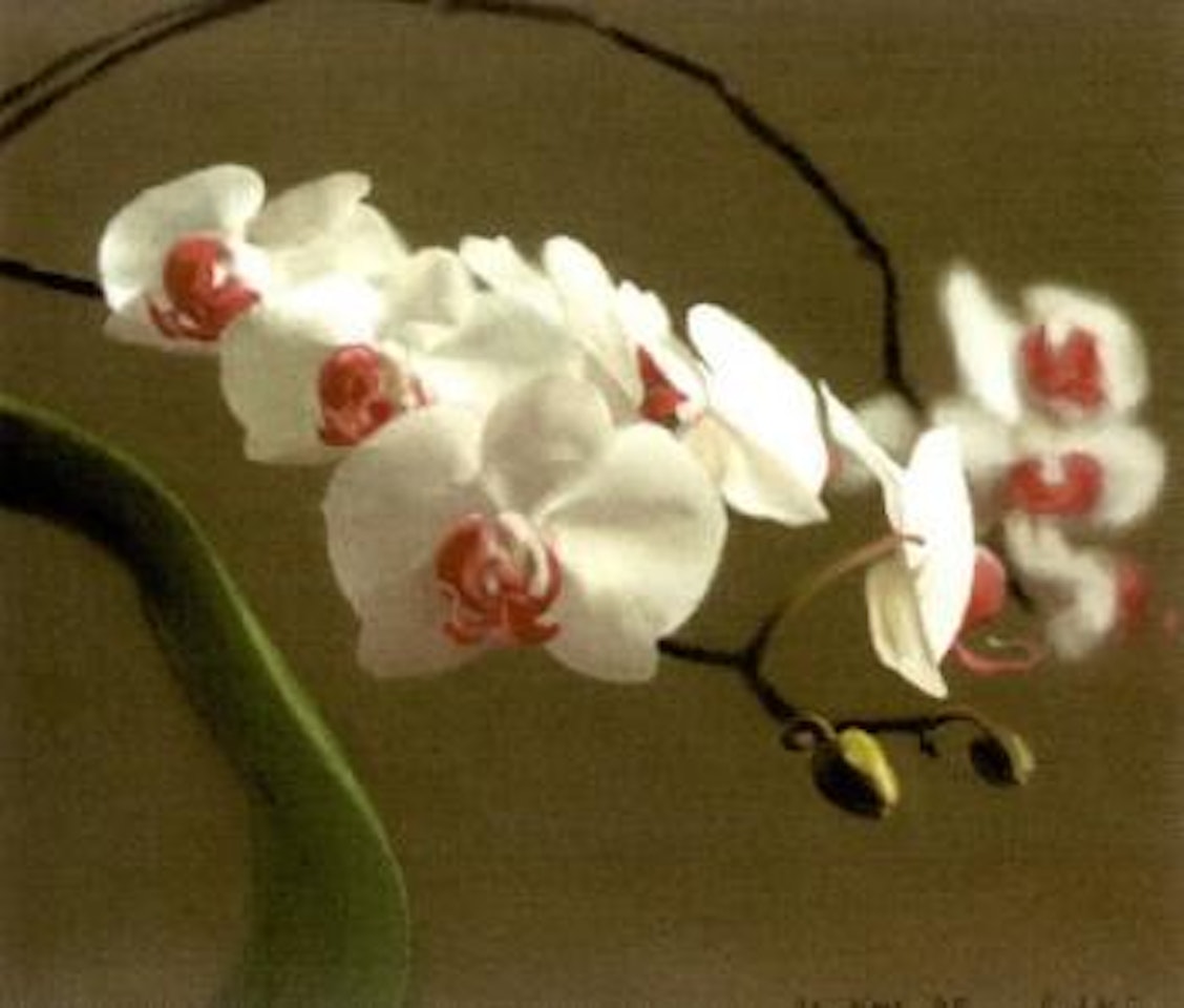 Orchid by Gerhard Richter