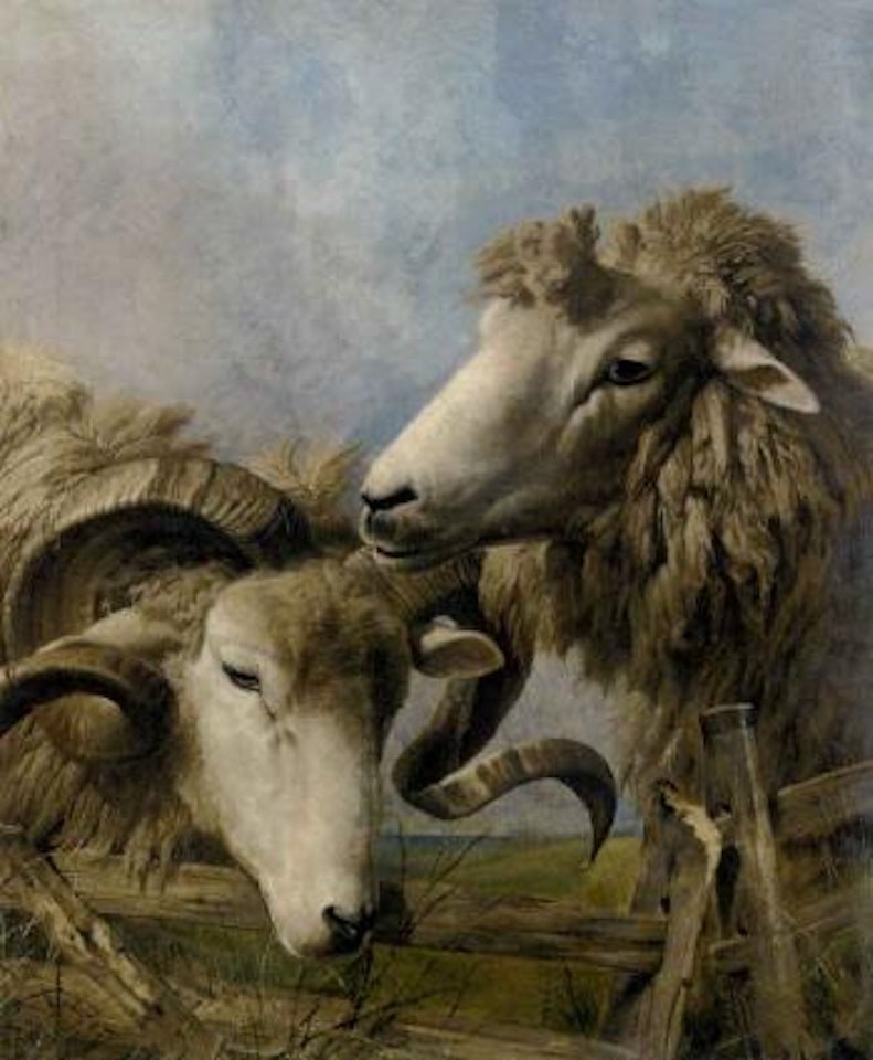 Head of a sheep and a ram by Thomas Sidney Cooper