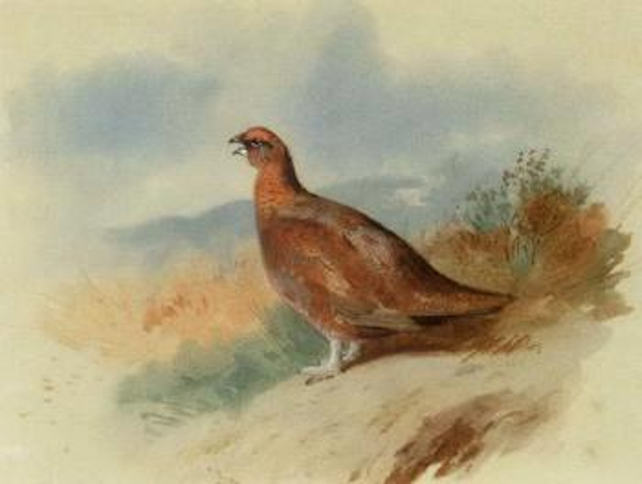 Sentinel by Archibald Thorburn