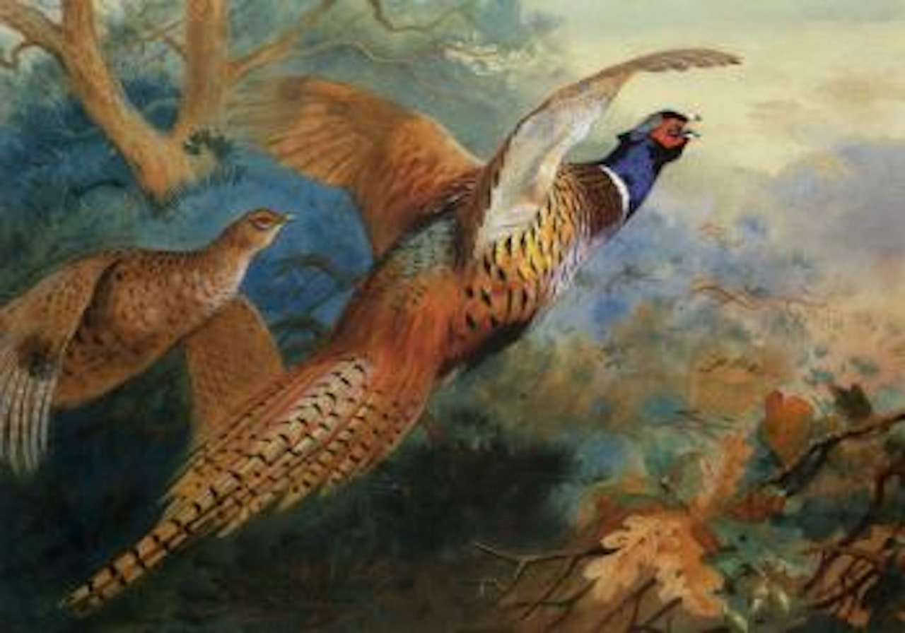 Flushed pheasants, autumn by Archibald Thorburn