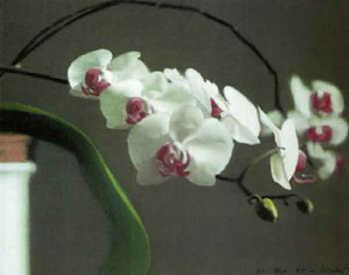 Orchids by Gerhard Richter