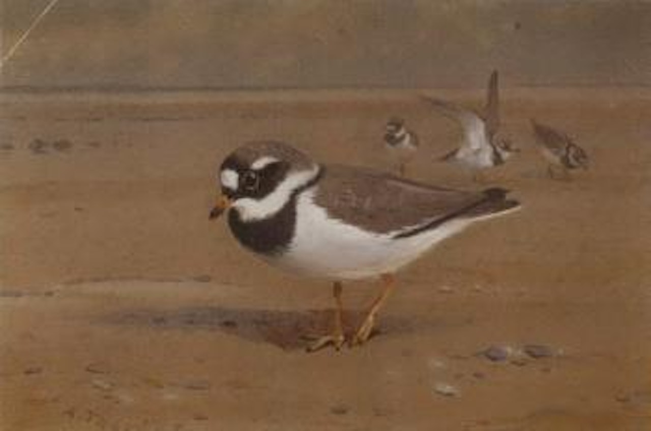Ring plover by Archibald Thorburn