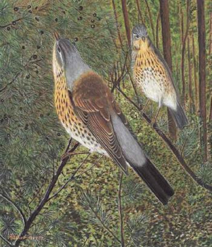 Fieldfare by Adolf Dietrich