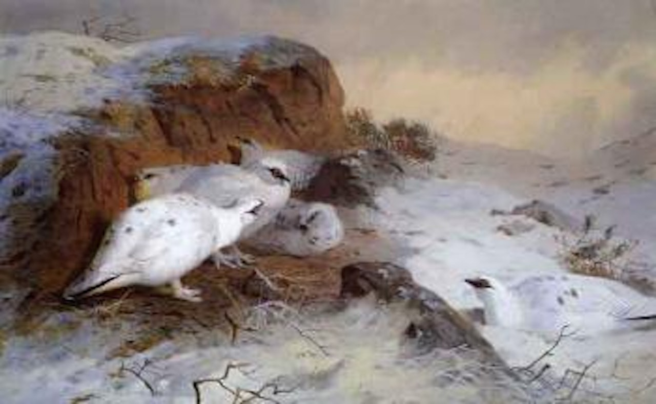 Ptarmigan in snow by Archibald Thorburn