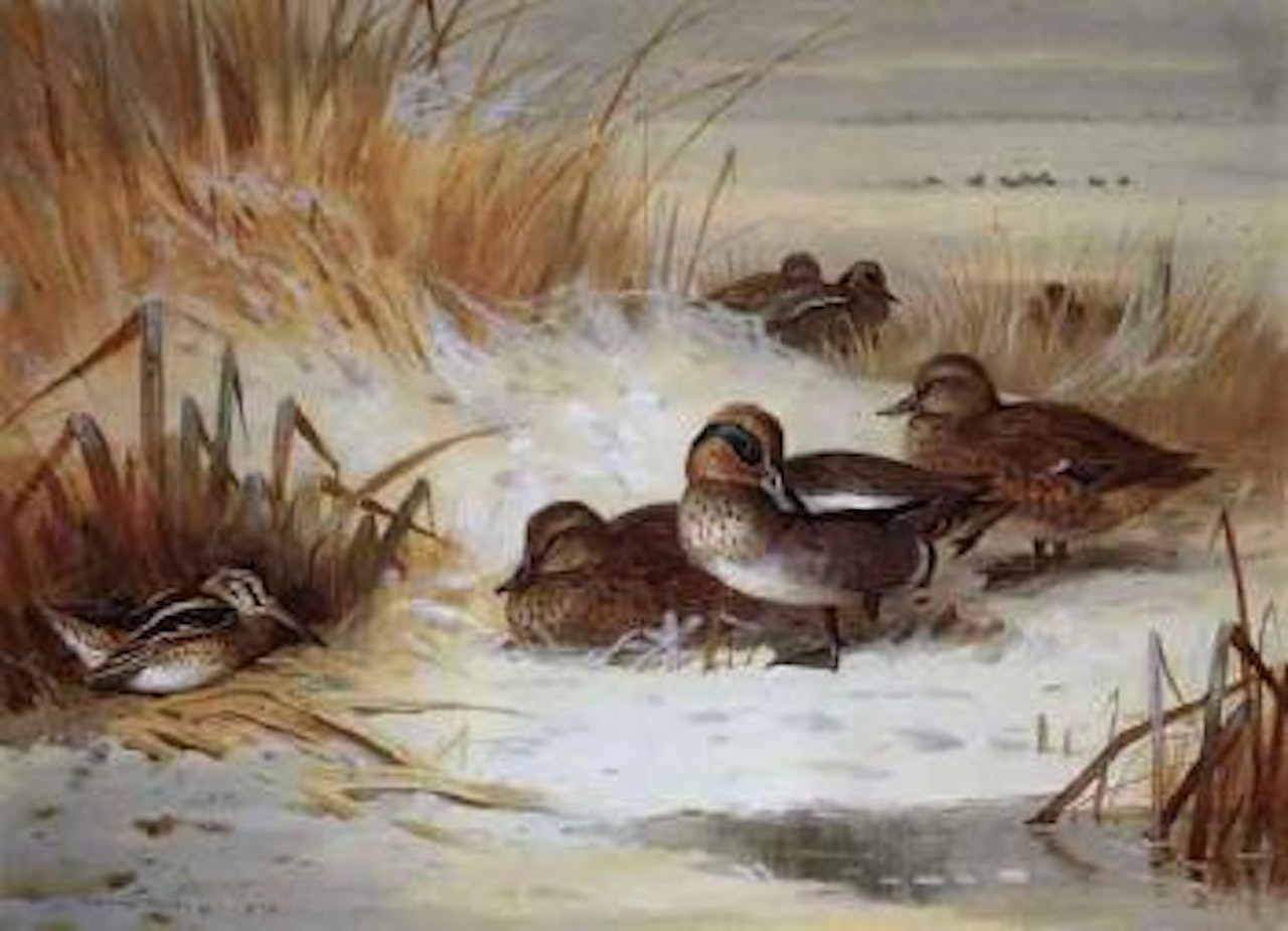 Mallard, widgeon and snipe at edge of pool in winter by Archibald Thorburn