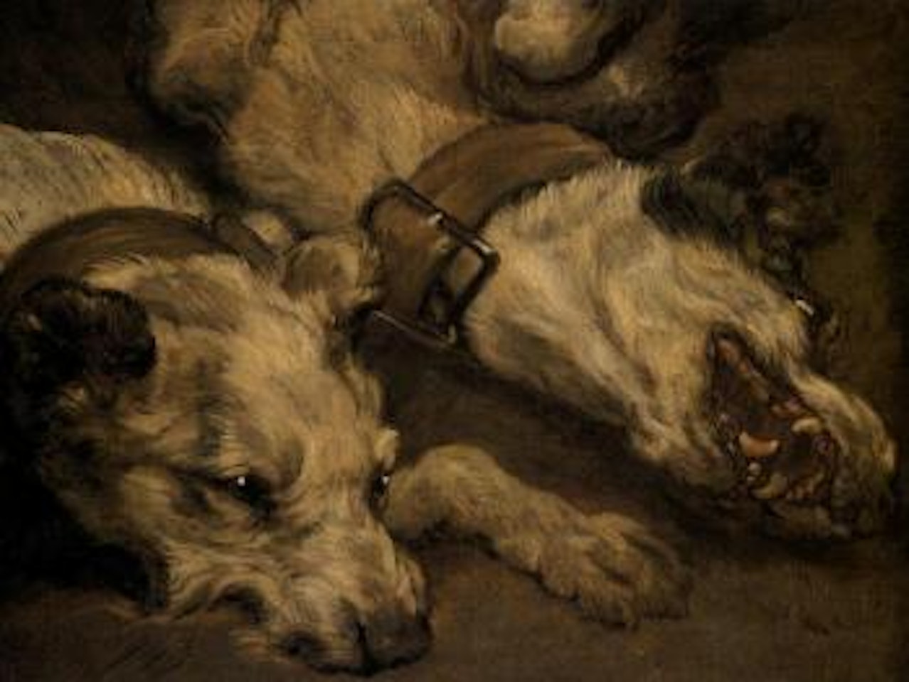 Study of dogs heads by Frans Snyders