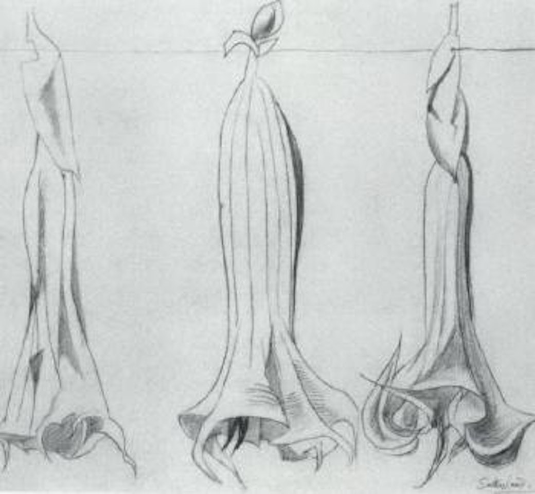 Datura by Graham Sutherland