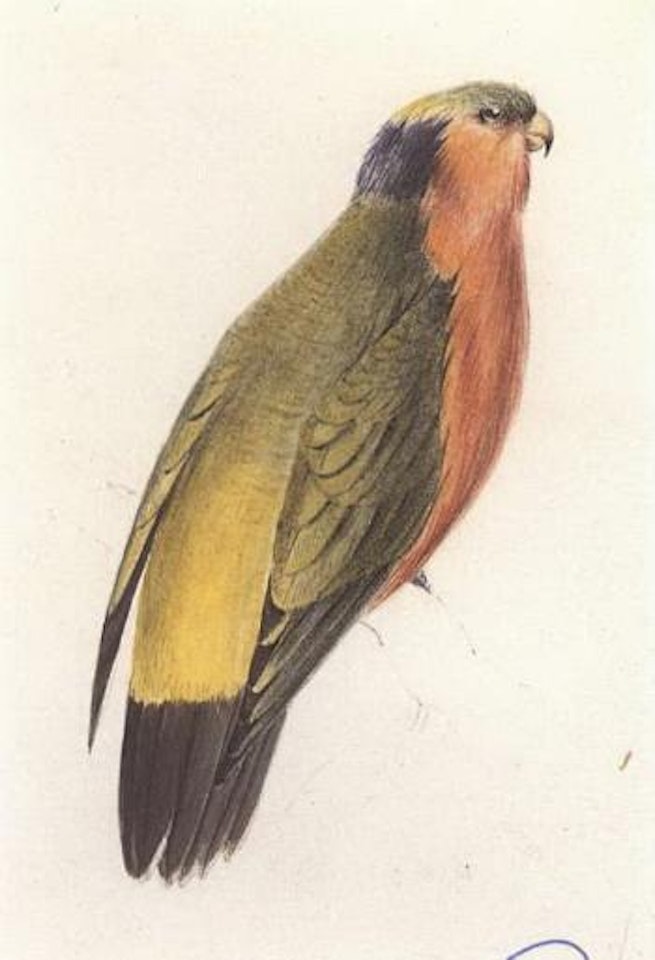 Kuhl's Parrakeet, Illustrations of the Family of Psittacidae by Edward Lear