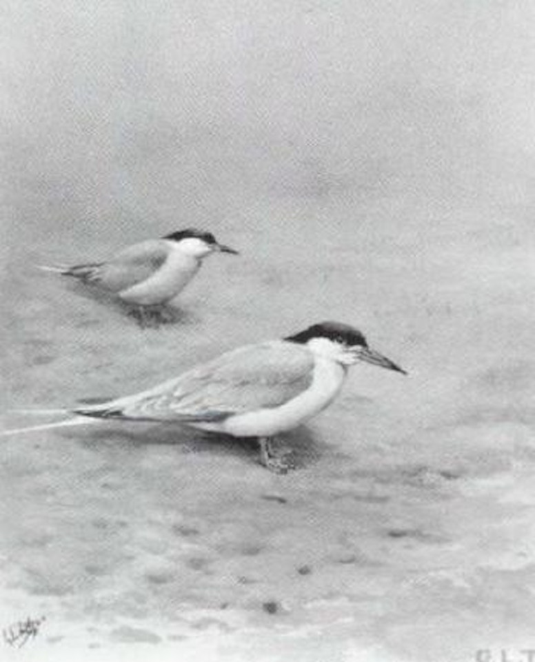 Roseate tern by George Edward Lodge