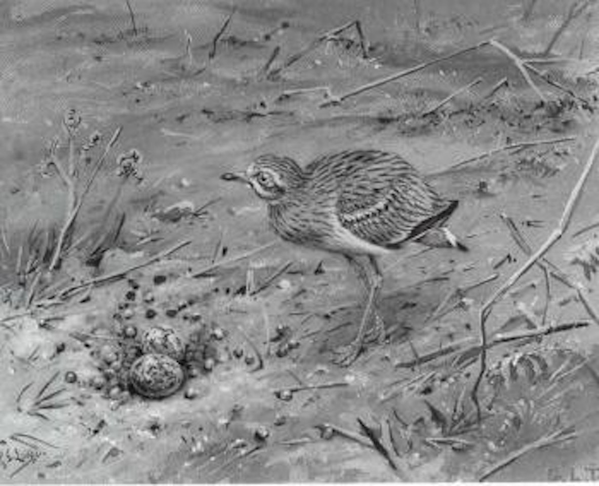 Stone curlew by George Edward Lodge