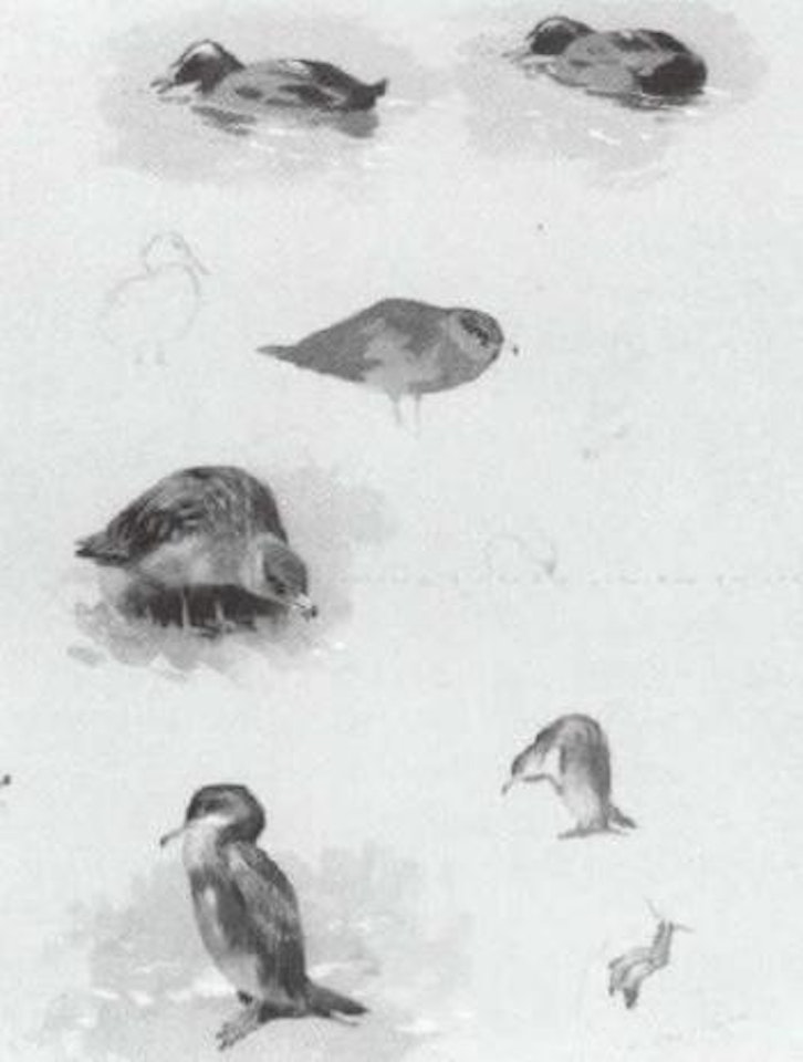 Studies of seabirds by Archibald Thorburn