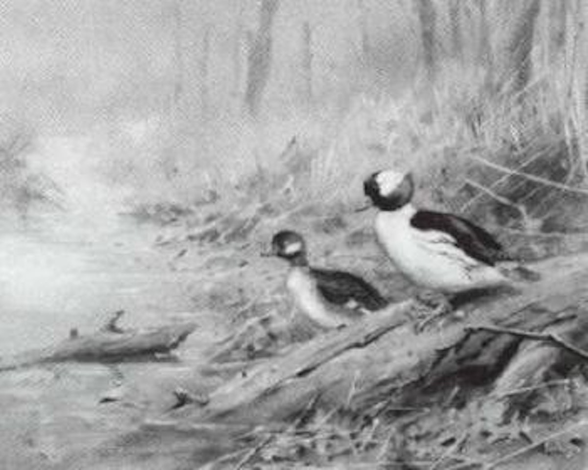 Buffle-headed Duck by George Edward Lodge