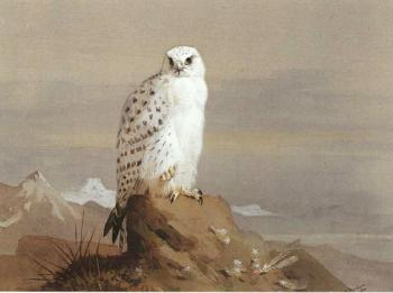 Green Falcon Gyr Falcon by Archibald Thorburn