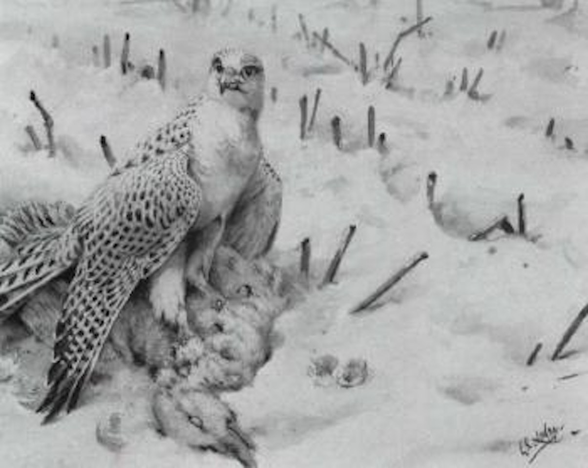 Greenland Gyrfalcon by George Edward Lodge