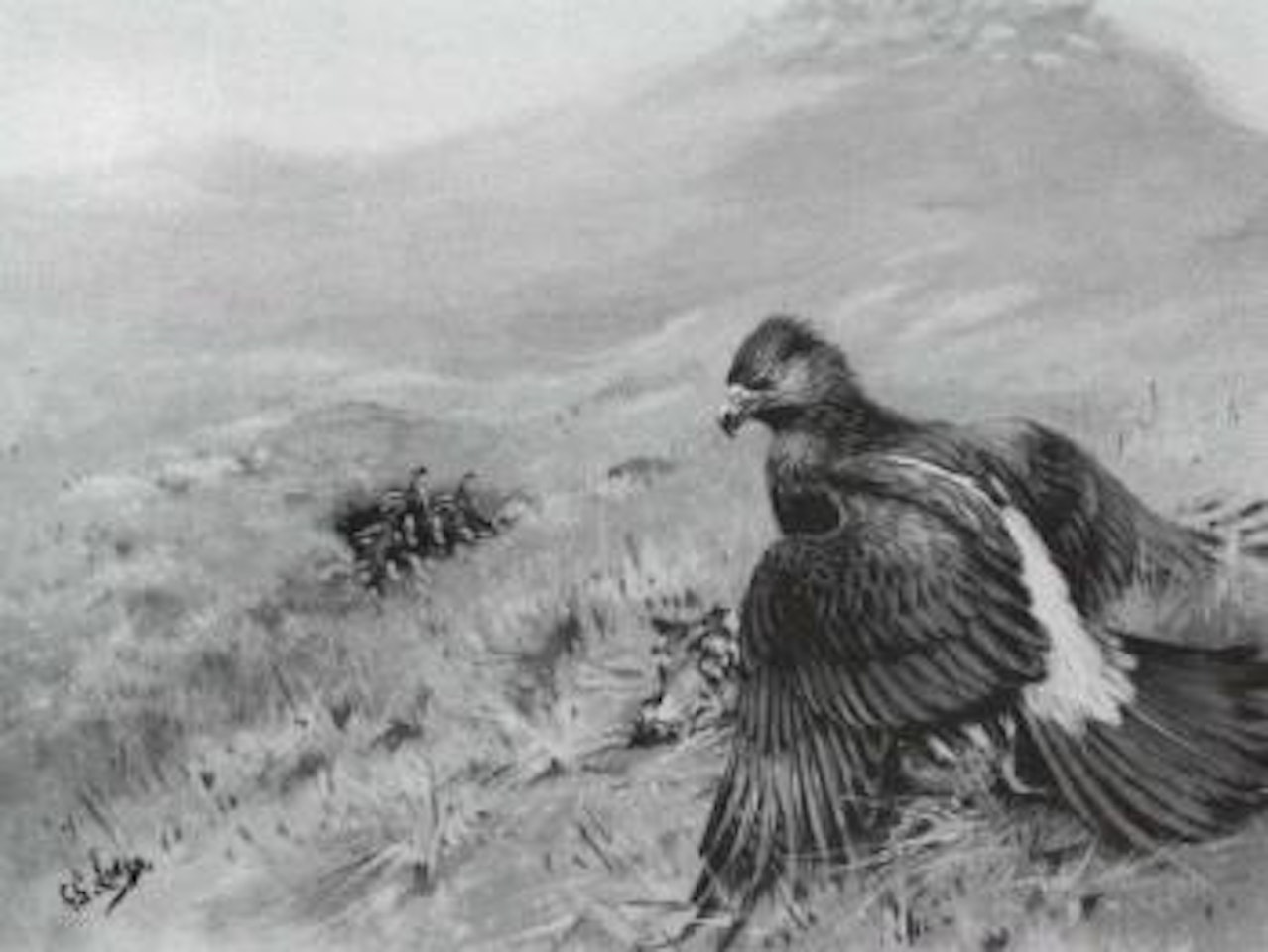 Verreaux Eagle by George Edward Lodge