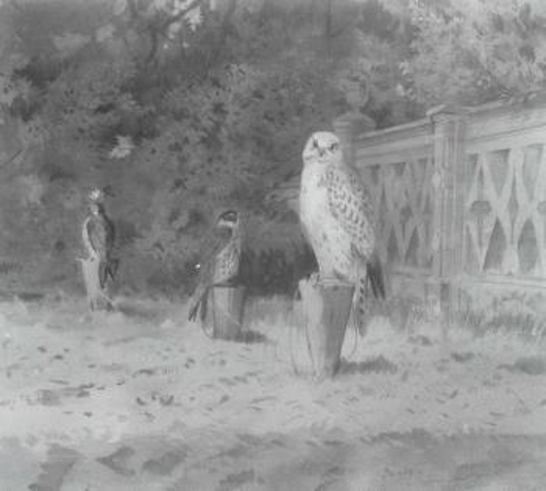 Greenland Gyrfalcon and Peregrine Weathering by Archibald Thorburn