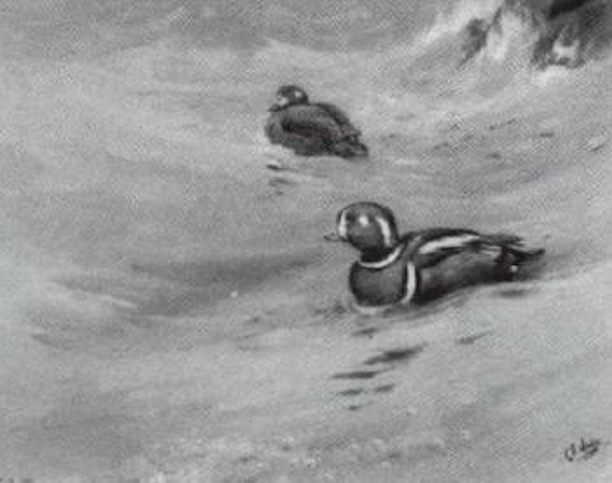 Harlequin Duck by George Edward Lodge