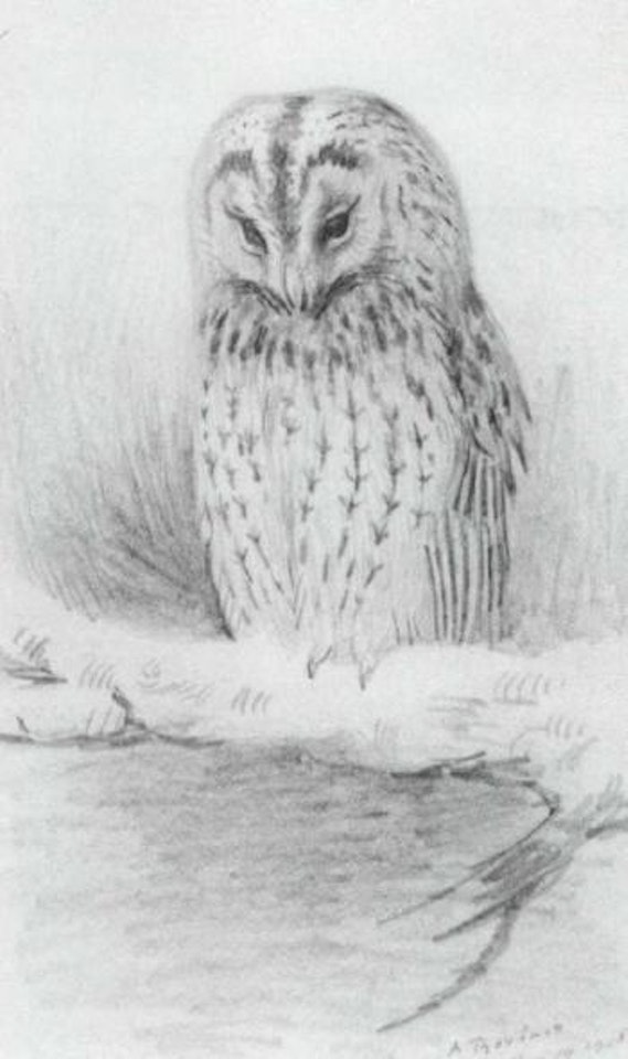 Tawny Owl. Young Long-eared Owls by Archibald Thorburn
