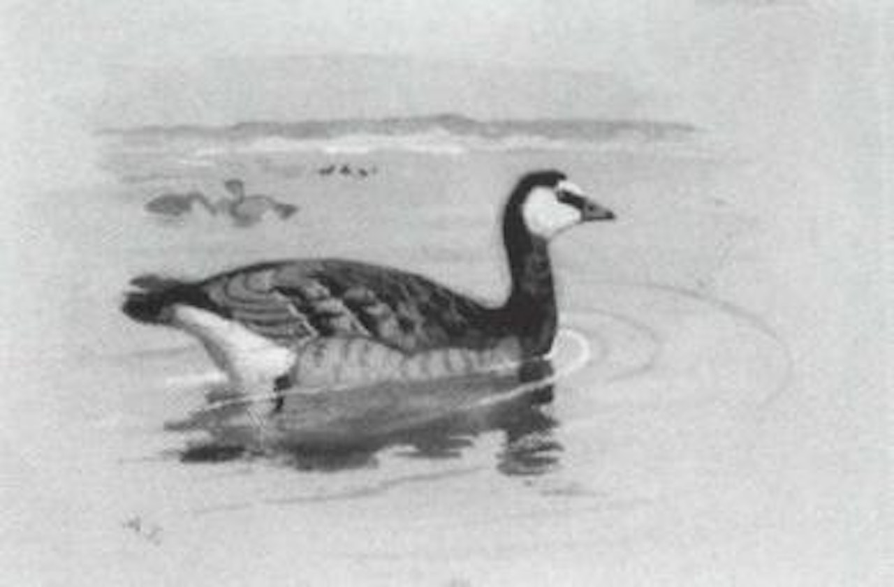 Goosanders. Barnacle Goose by Archibald Thorburn
