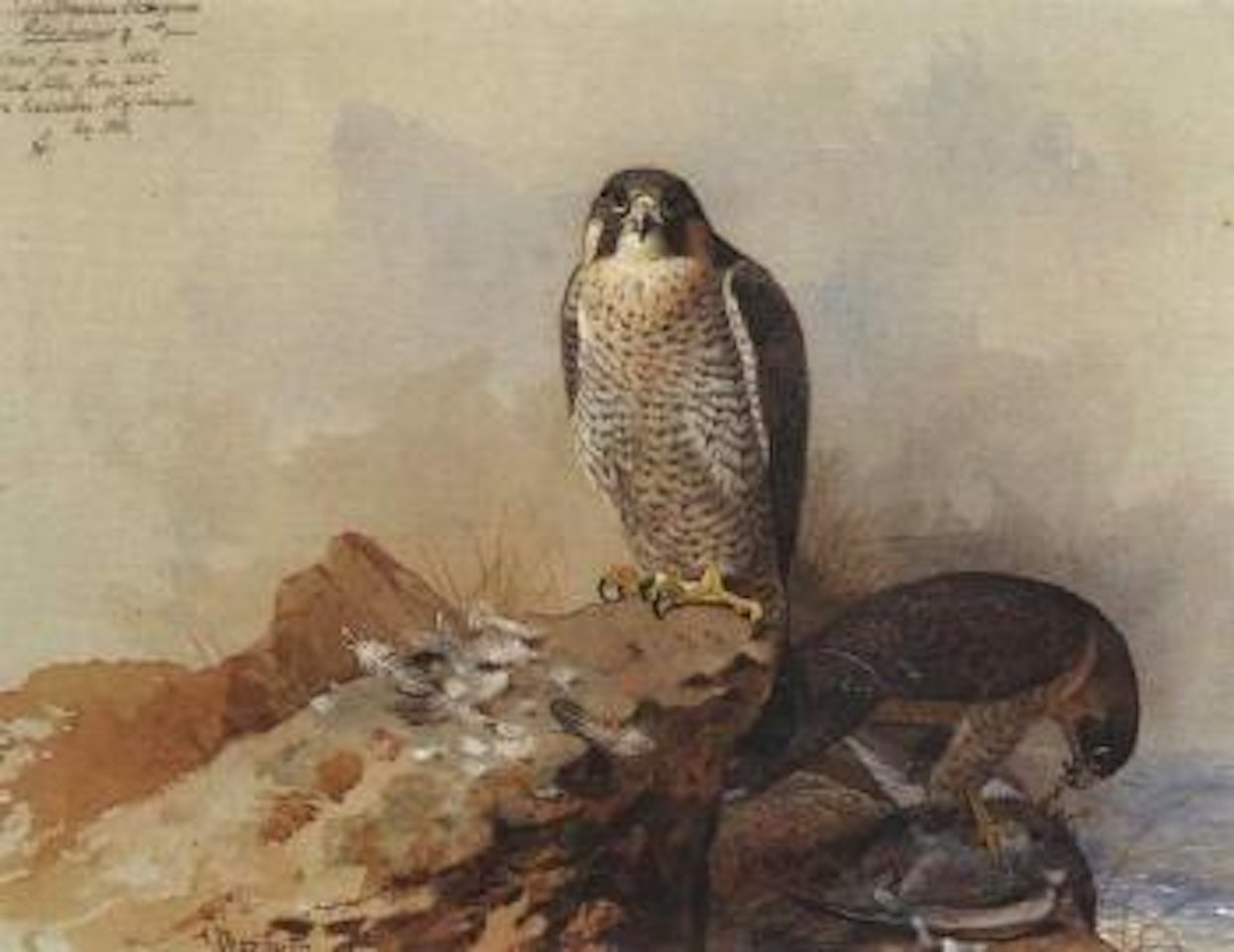 Peregrine Falcons by Archibald Thorburn