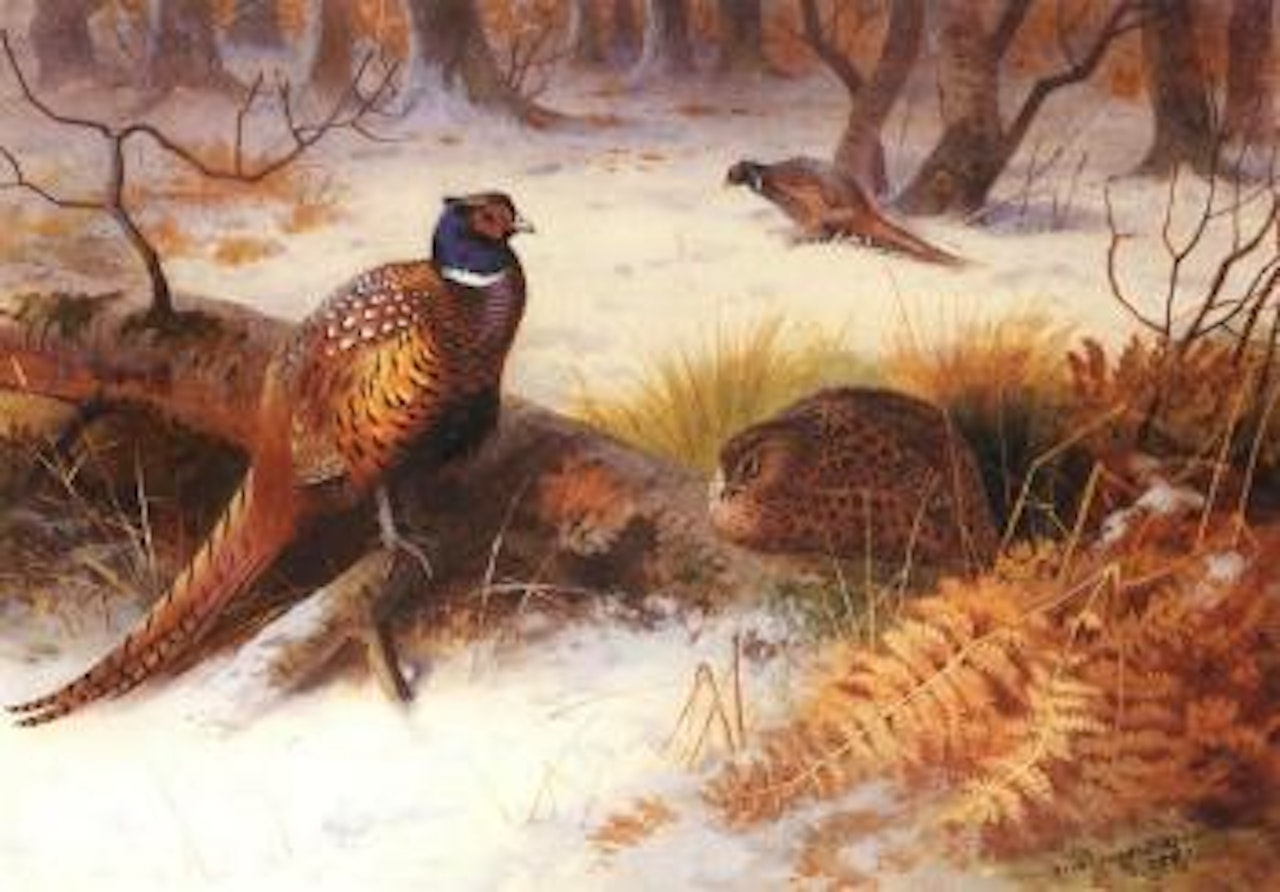 Pheasants in the snow by Archibald Thorburn