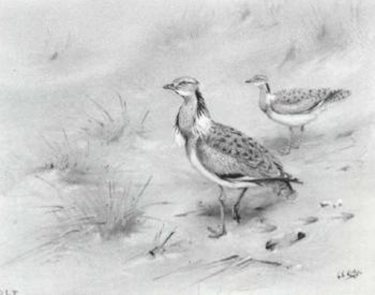 Macqueen's Bustard by George Edward Lodge