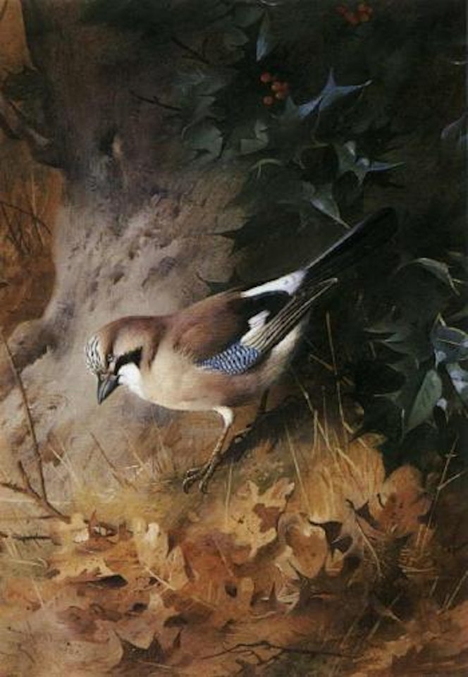 Under the holly - Jay by Archibald Thorburn