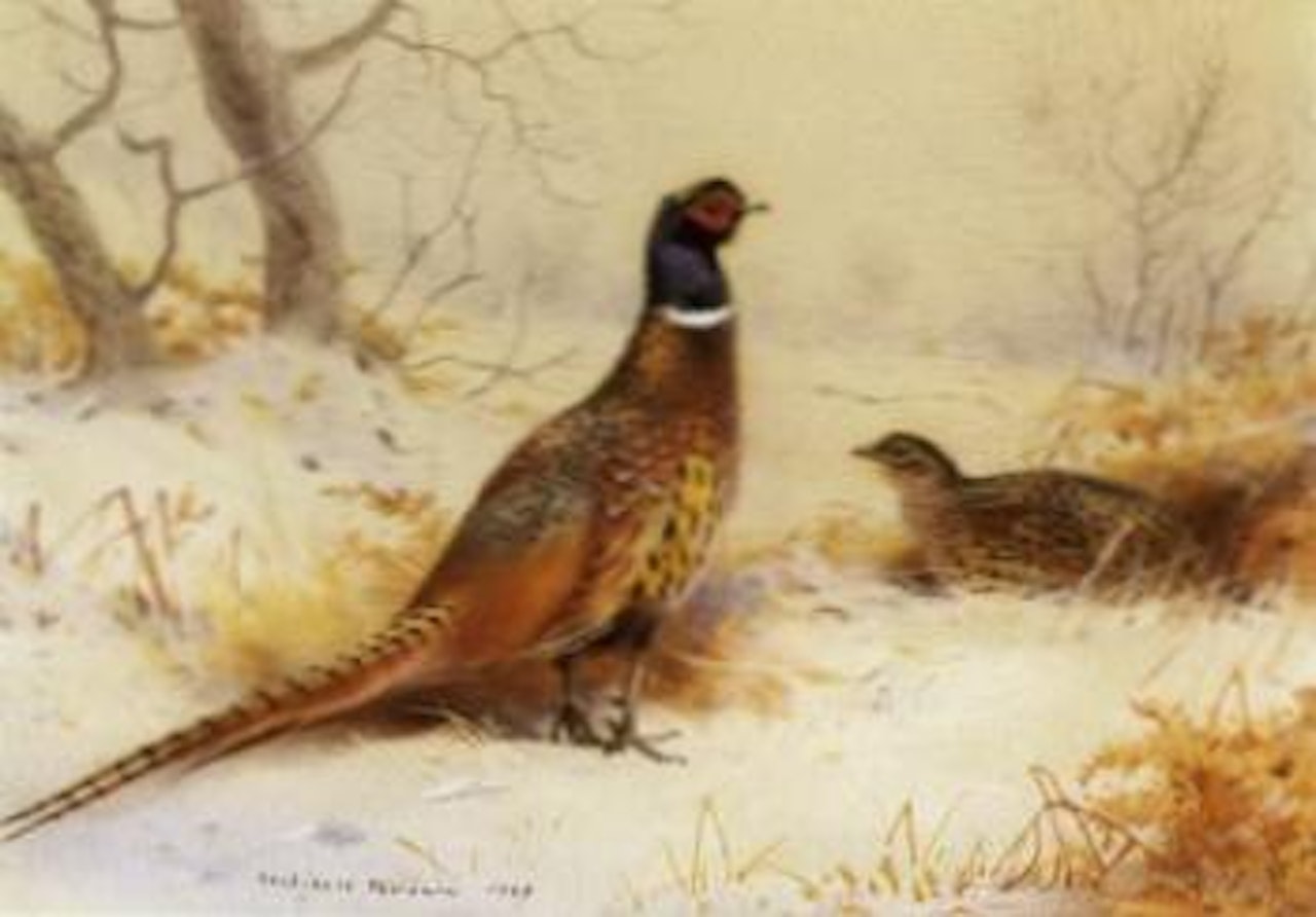 Pheasants in the snow by Archibald Thorburn