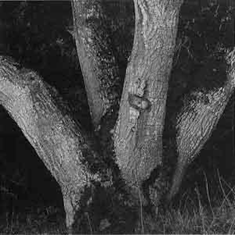 Oak Tree I by Ansel Adams