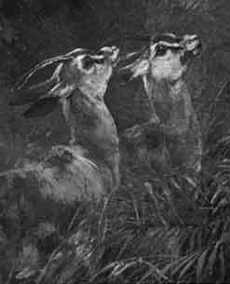 Two gazelle in a clearing by Heywood Hardy