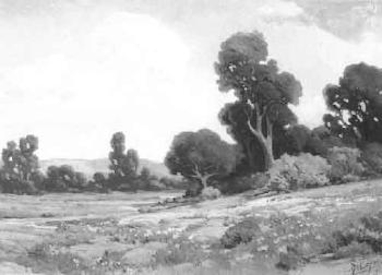 Flowered field, California by Angel Espoy