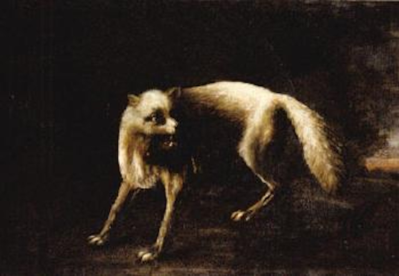 White fox by David Klöcker von Ehrenstrahl