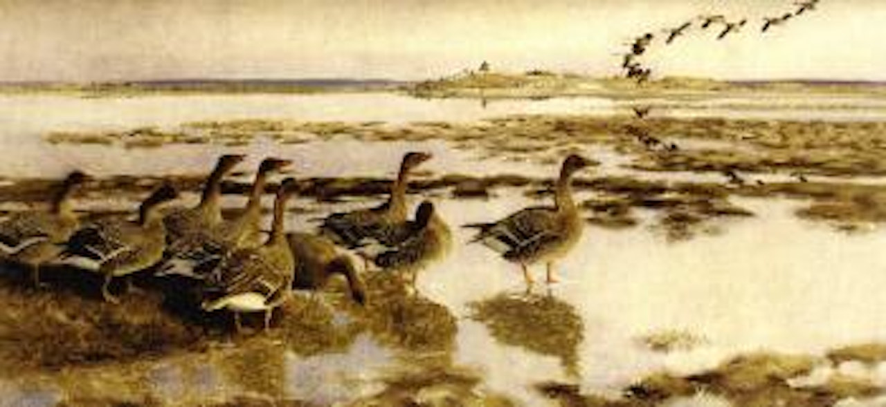 Wild geese by Bruno Liljefors