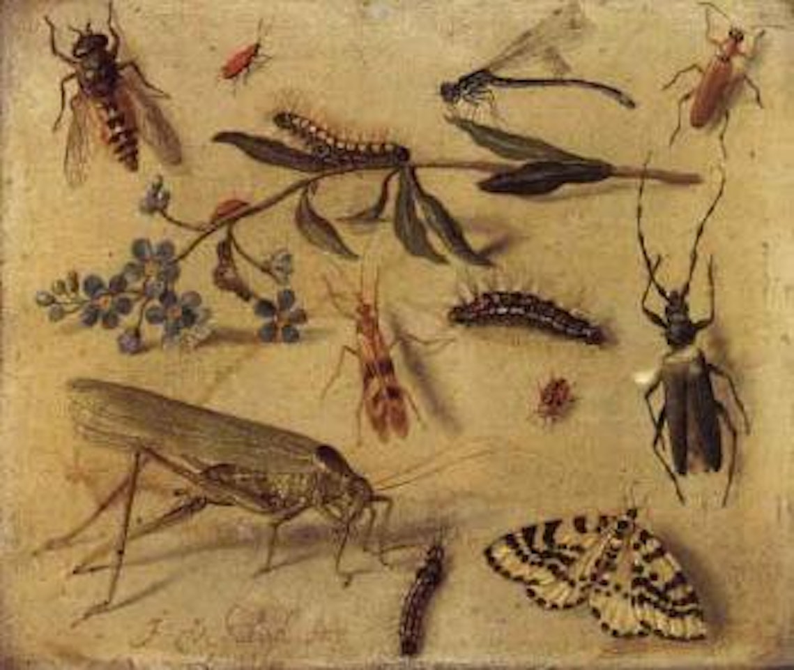Study of grasshopper, dragonfly, caterpillars by Jan Van Kessel The Elder