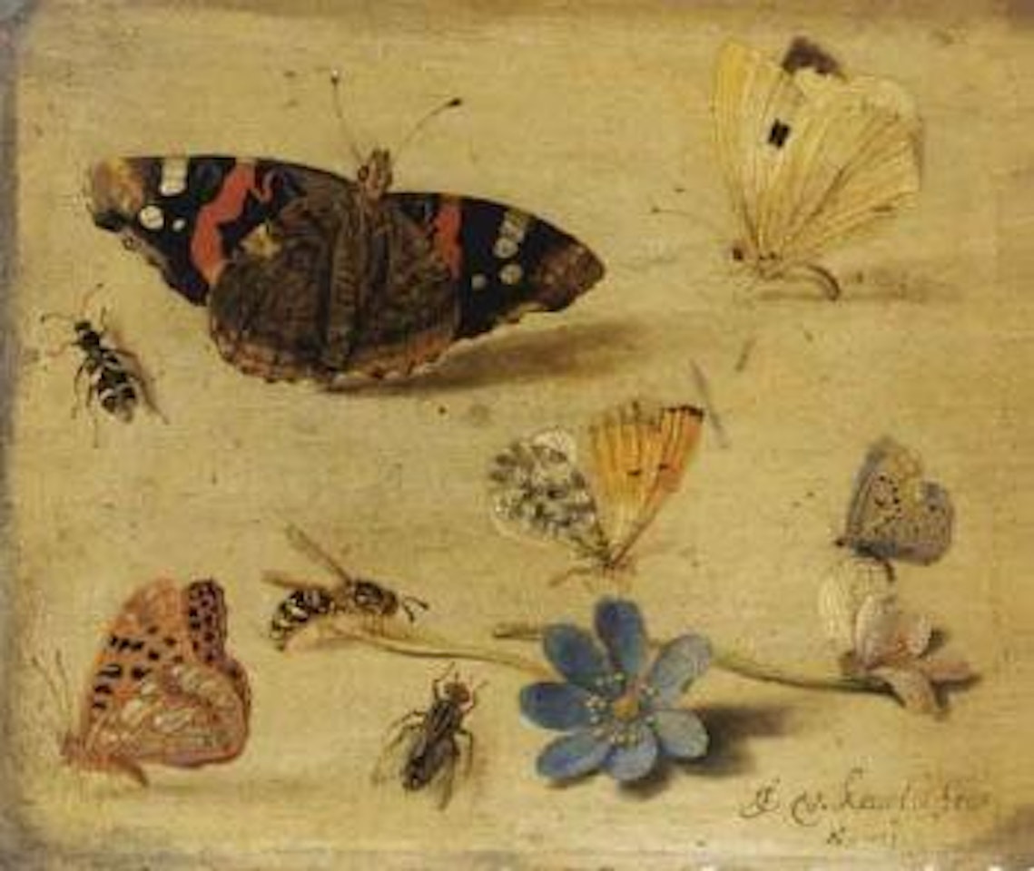 Study of butterflies, insects and flowers by Jan Van Kessel The Elder