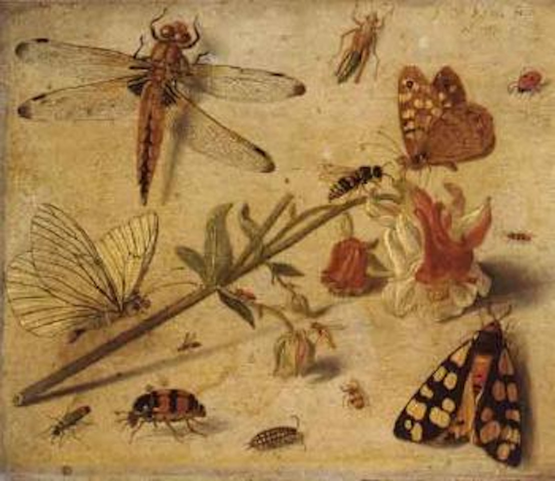 Study of dragonfly, ladybird, moth, butterflies by Jan Van Kessel The Elder