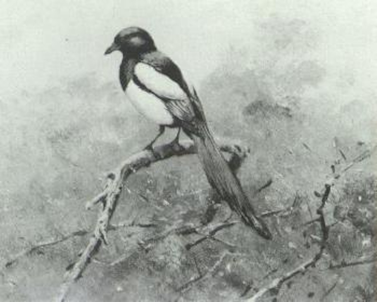 Magpie by George Edward Lodge