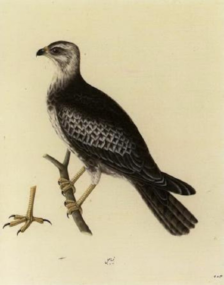 Steppe Buzzard by Calcutta School