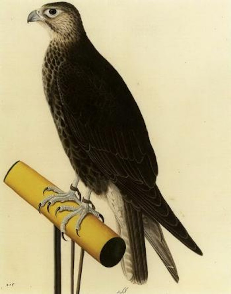 Laggar falcon by Calcutta School