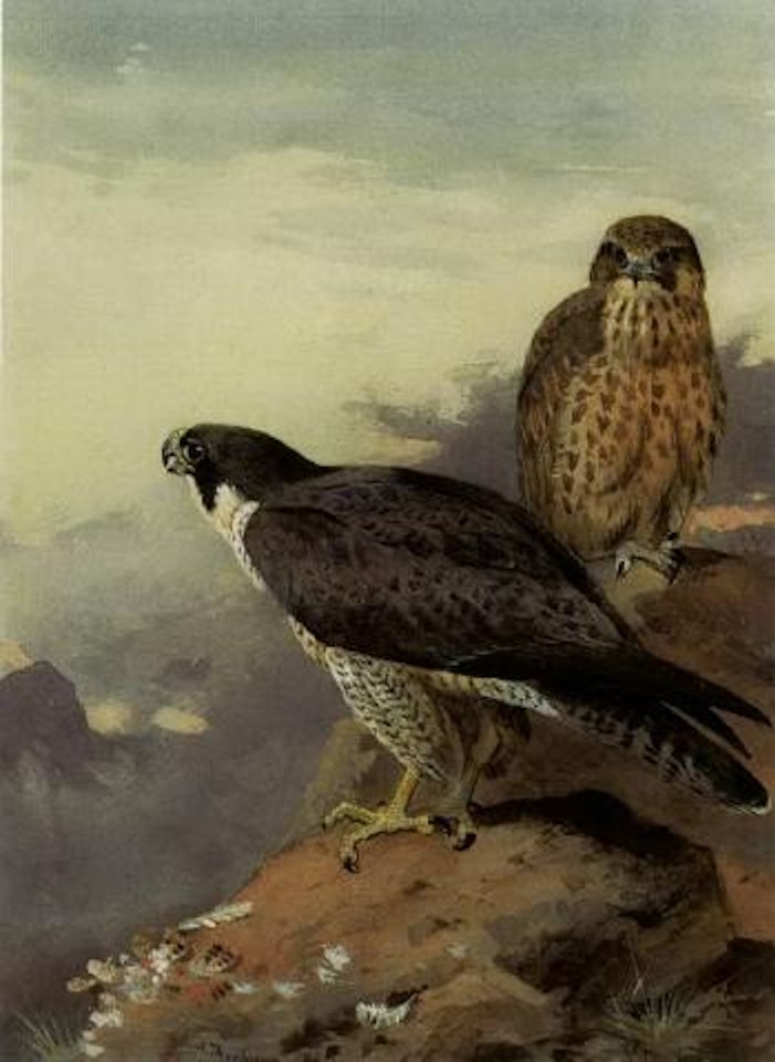 Pair of peregrines by Archibald Thorburn