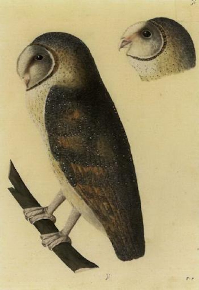 Barn owl and study of owl's head by Calcutta School