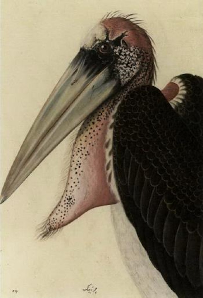 Adjutant Stork by Calcutta School