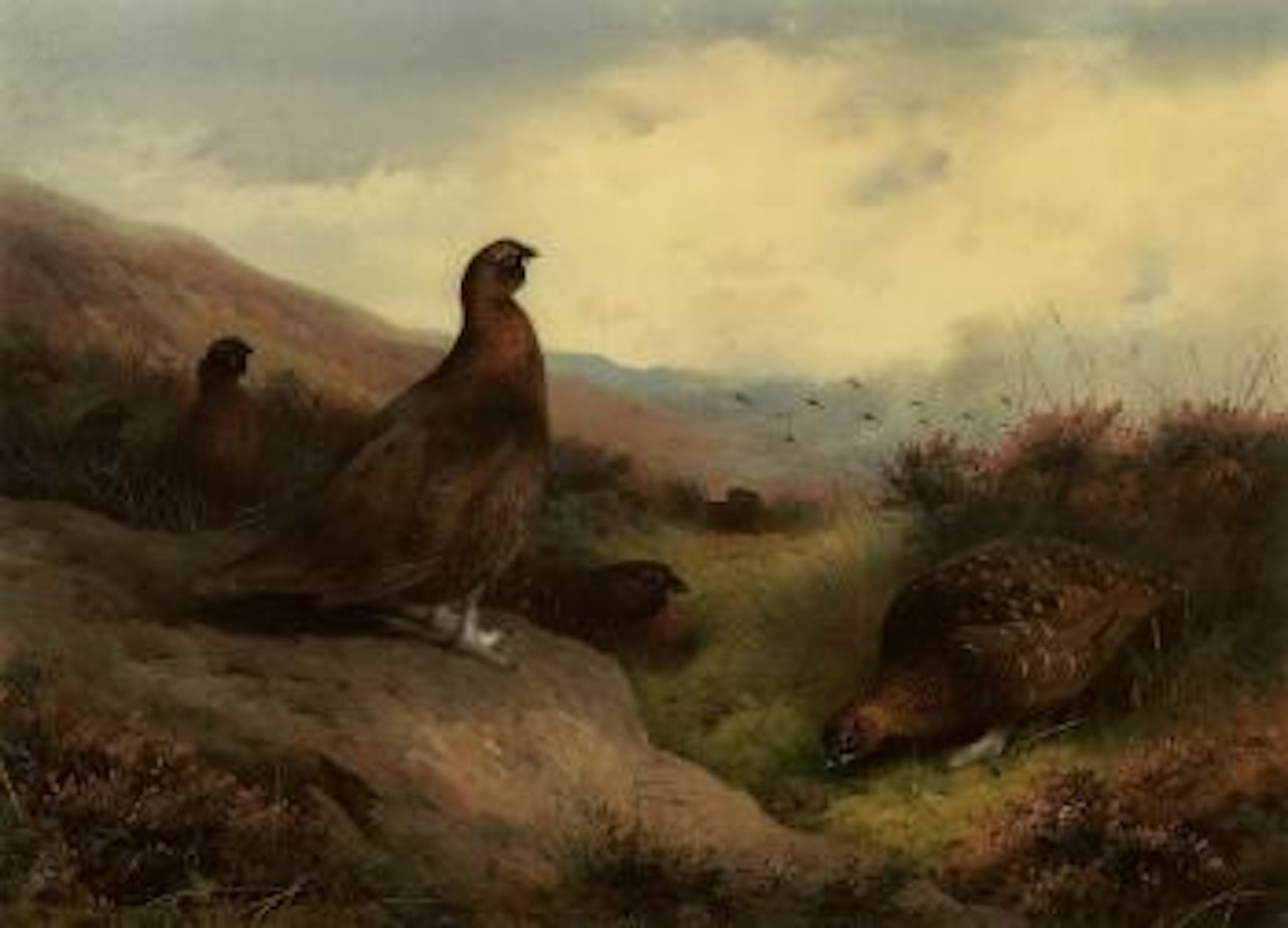 Autumn Glory, red grouse on Scottish moors by Archibald Thorburn