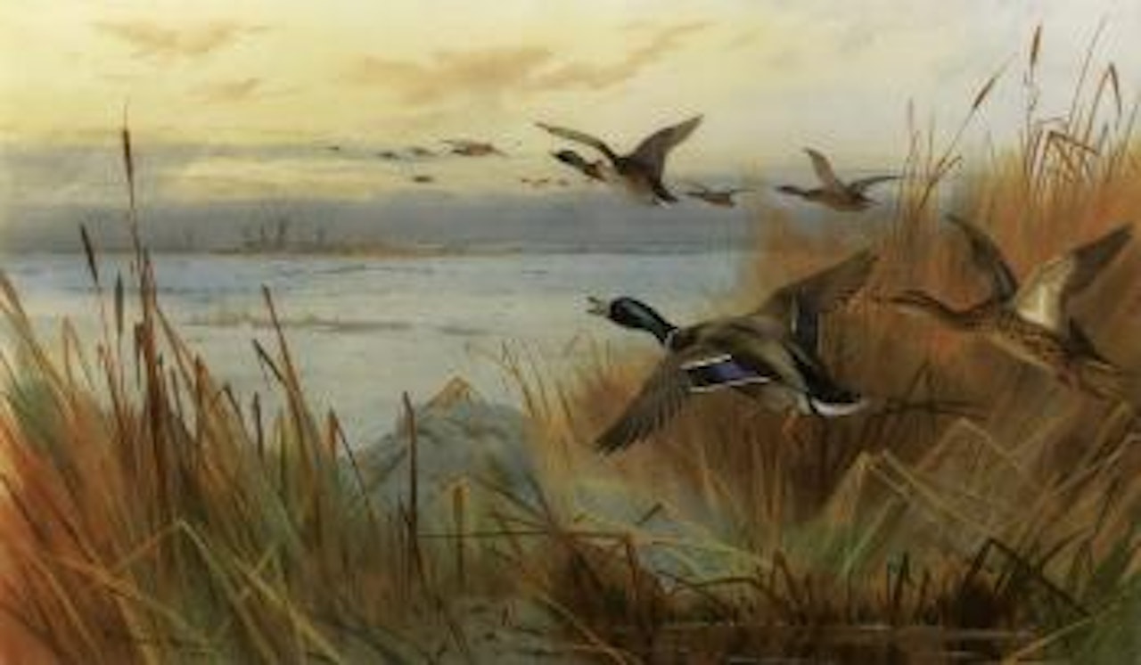 Mallard in flight by Archibald Thorburn