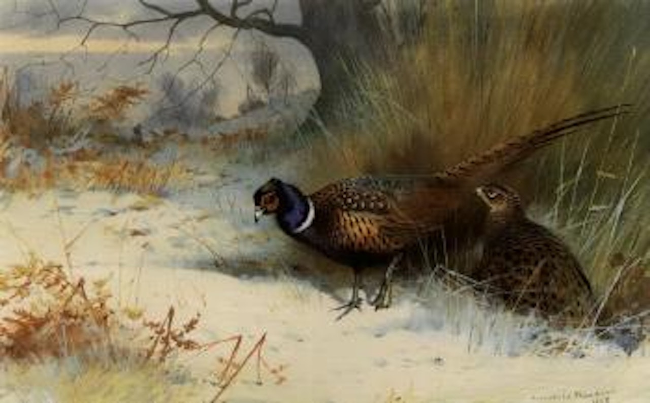 Cock and hen pheasant in winter, on covert edge by Archibald Thorburn