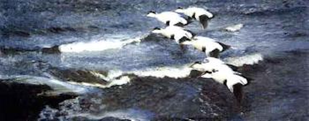Eider ducks in flight over breakers by Bruno Liljefors