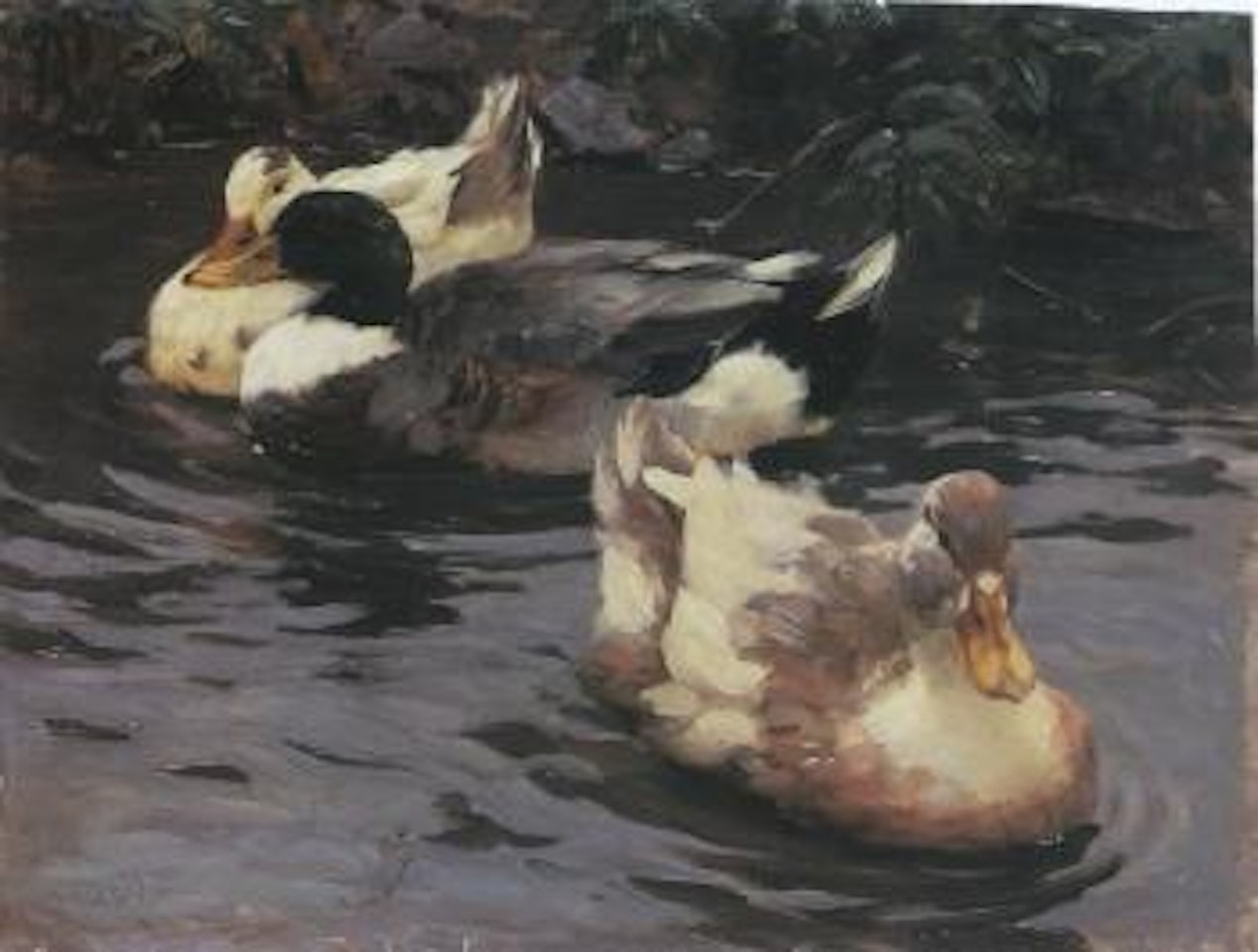 Three ducks near the shore by Alexander Koester