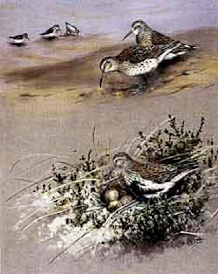 Southern dunlin - winter and summer by George Edward Lodge
